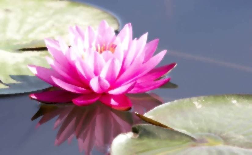Lotus méditation