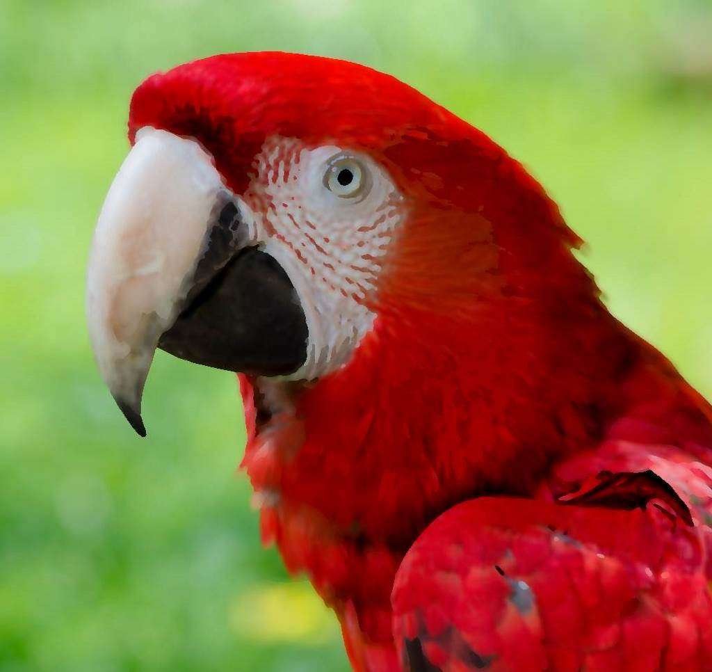 Brésil Beau Perroquet Rouge
