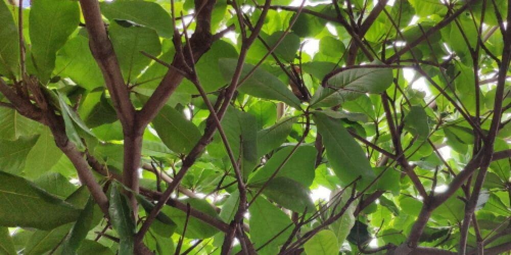 Branches